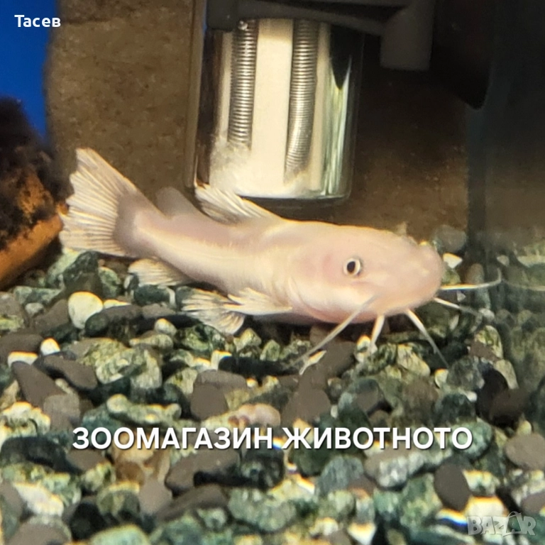 Бял червеноопашат сом 10см, снимка 1