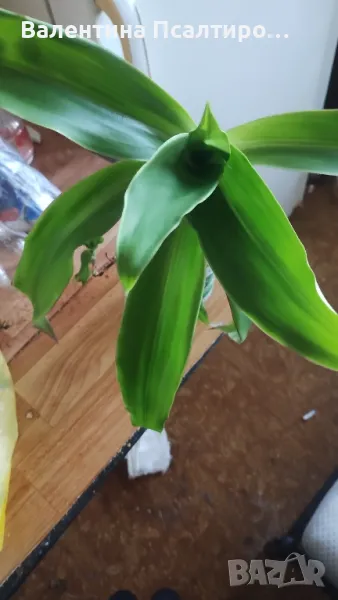 Ароматна кализия , снимка 1