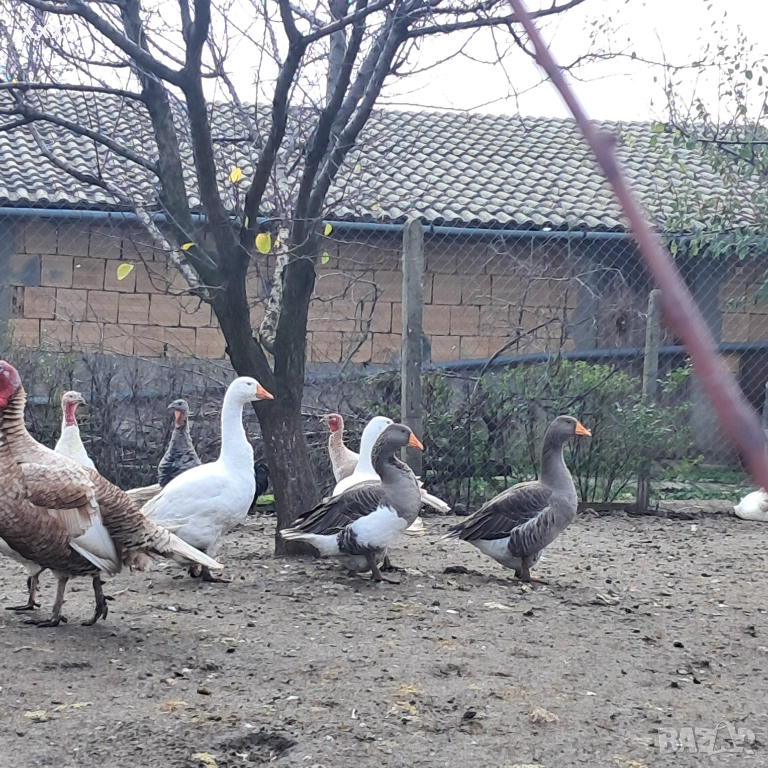 Пуйки, патки, гъски, снимка 1