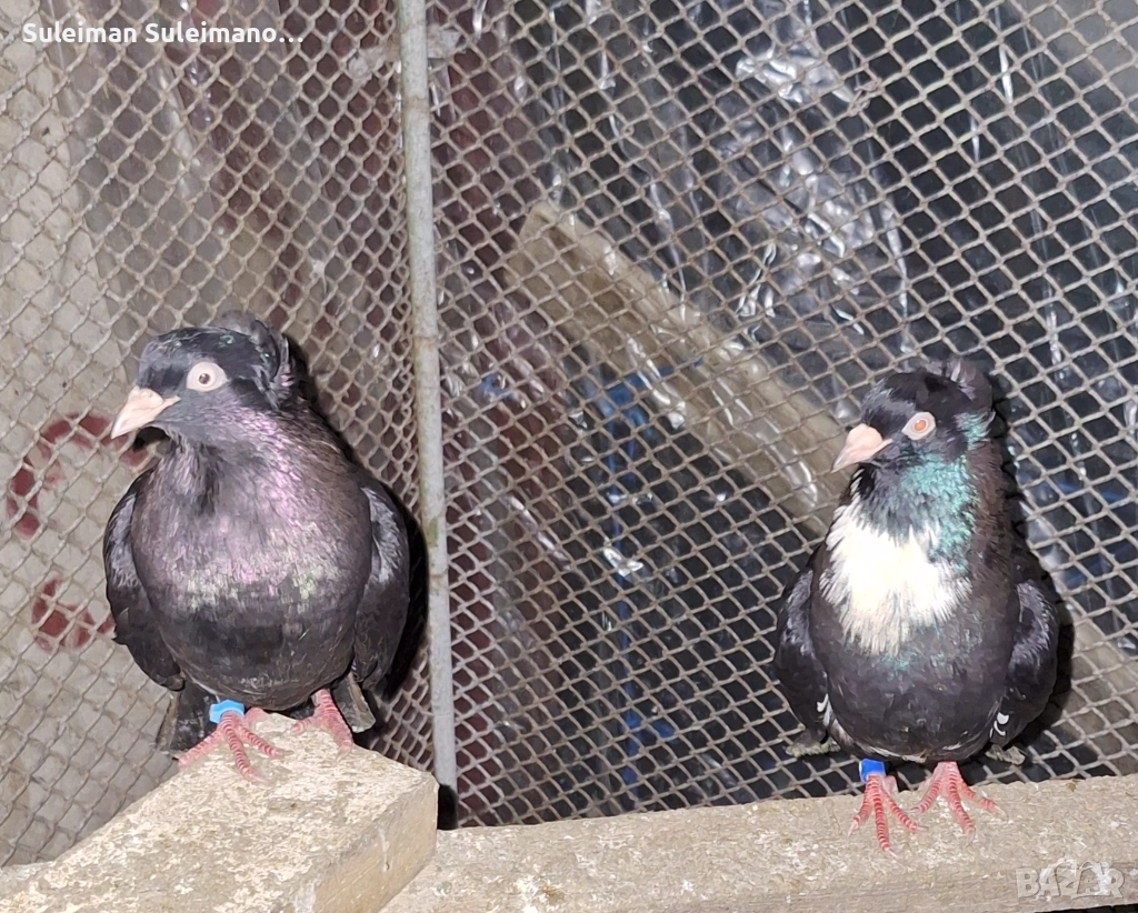 Двойка паламарски на глас 80 лв двойката, снимка 1