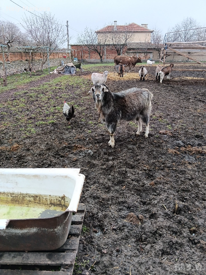 Продавам Пърч, снимка 1