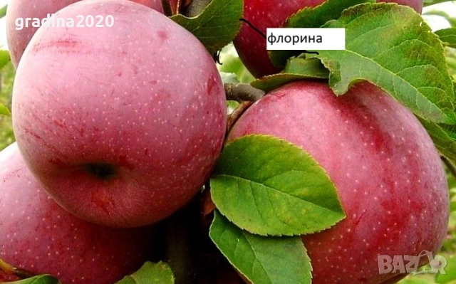   Ябълкa –  Фиданки подбрани сортове за богата и вкусна реколта, снимка 4 - Разсади - 52899934