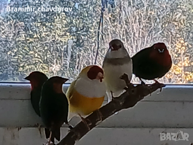 продавам амадини и диамантени гогутки, снимка 10 - Амадини - 52243041