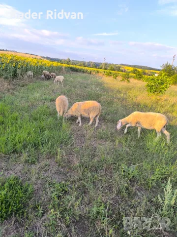 Продавам Овце бремени