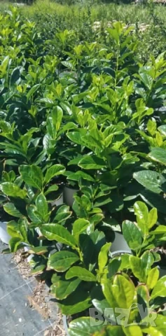 Лавровишна Новита, снимка 5 - Градински цветя и растения - 50996443