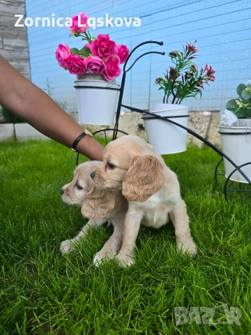 чистокръвни Кокер Шпаньоли, снимка 4 - Кокер шпаньол - 53969955