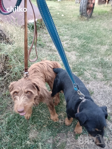 ягдтериер, снимка 17 - Ягдтериер - 52787759