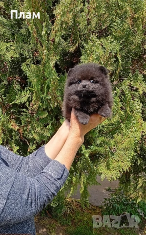 Черен Померан.Снимки от 29.04.26г. 