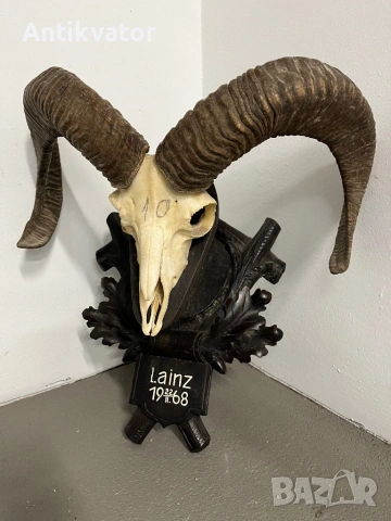 Трофеи от муфлони, снимка 3 - Декорация за дома - 54321341