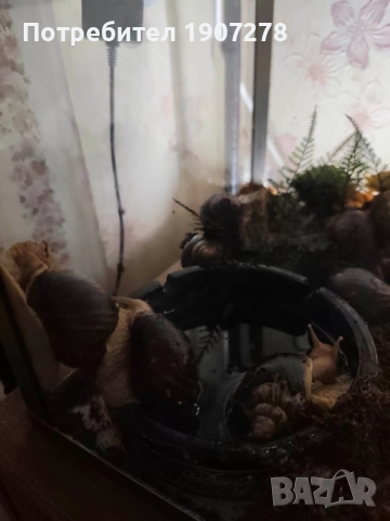 Ахитина-африкански гигантски охлюви -11 месечни 