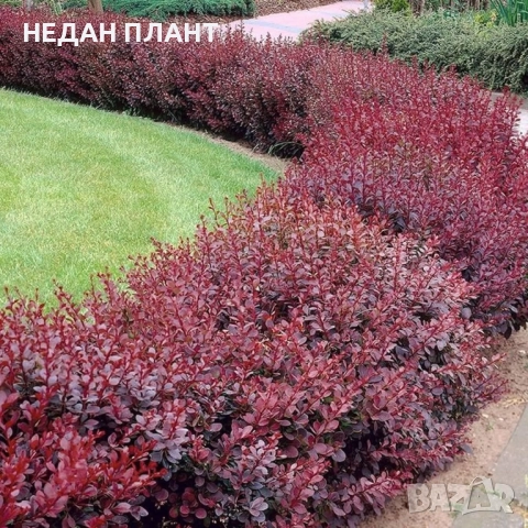 Берберис Атропурпуреа