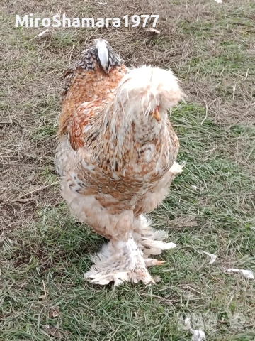 Яйца от Струмски стандарт, снимка 14 - Кокошки и пуйки - 53938212