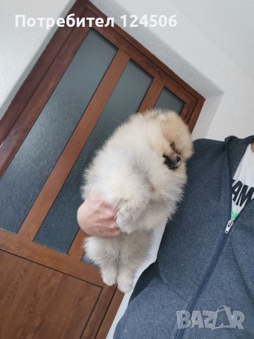 Померан, померанчета, снимка 3 - Померан - 38423393