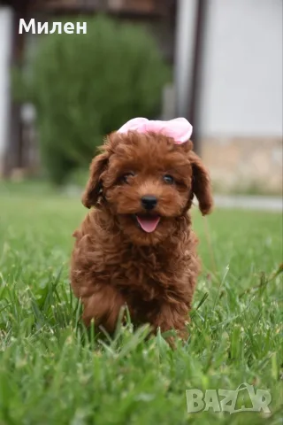 Той пудел Toy poodle, снимка 4 - Пудели - 55006000