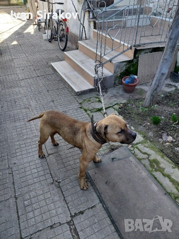 питбулчета от най-добрите разплодници в Европа , снимка 9 - Питбул - 54317331