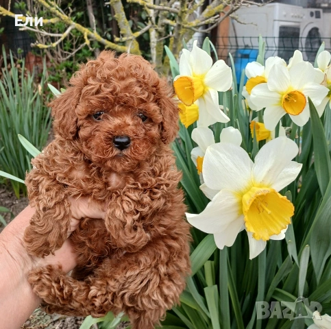 Той пудел момченца