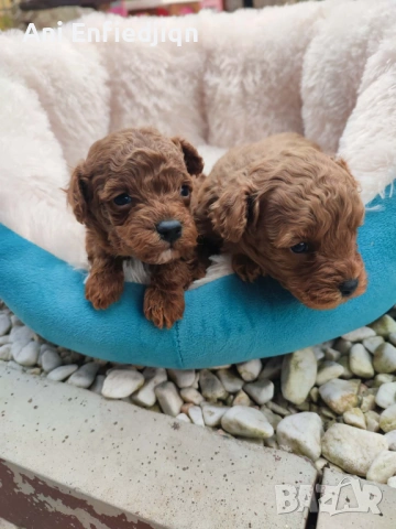 Той пудел/ЗА КАПАРИРАНЕ!, снимка 6 - Пудели - 54213978