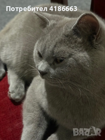 Британска късокосместа цвят люляк за разплод , снимка 15 - Британска късокосместа - 52412010