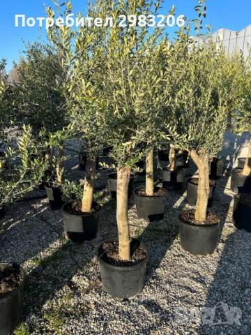 Продавам маслинови дървета