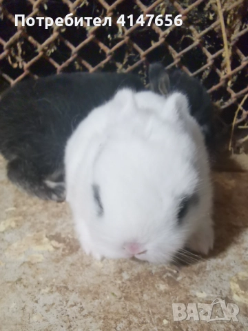 Декоративни мини зайчета, снимка 9 - Декоративни зайчета - 46431929