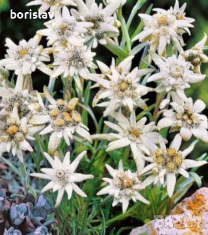 Студоустойчив Еделвайс, снимка 1 - Градински цветя и растения - 42489941