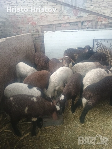 Мъжки агнета 22-25 килограма , снимка 3 - Овце - 53327822