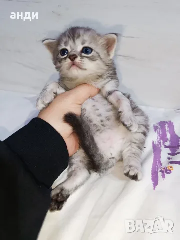персийски британски котета 