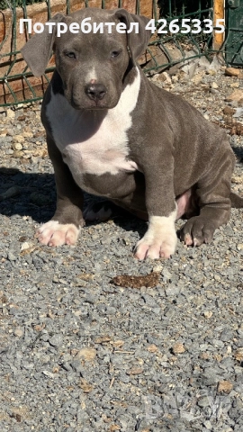 Американско були XL, снимка 2 - За кучета - 51167455