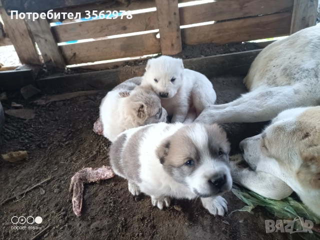 кученца кръстоска между каракачанка и алабай , снимка 11 - Други - 52578998