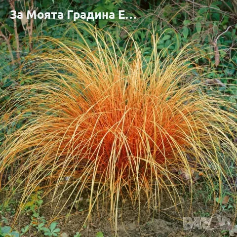 Карекс Декоративна трева, снимка 9 - Разсади - 49494706