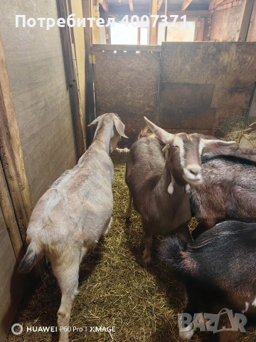 4 кози и чистокръвен англонубийски пръч , снимка 2 - Кози - 53130276