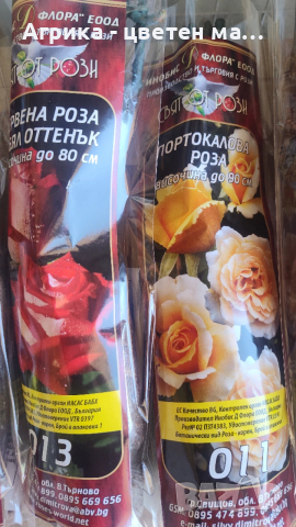 РОЗИ корени НОВО ЗАРЕЖДАНЕ от лицензиран разсадник , снимка 12 - Градински цветя и растения - 42675882