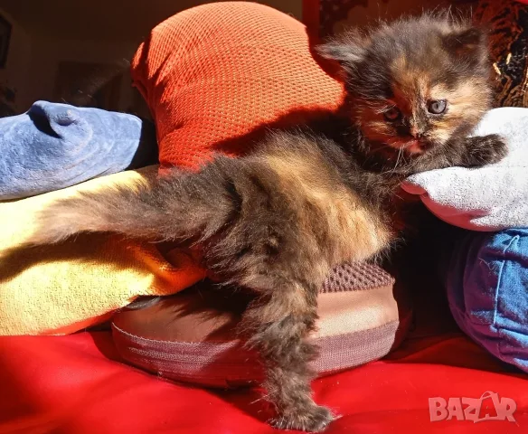 Сибирско коте, момиче, цвят костенурка, сибирка, котенце, котка 
