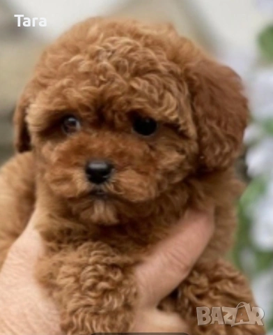 мъжки пудел той, снимка 2 - Пудели - 54022835