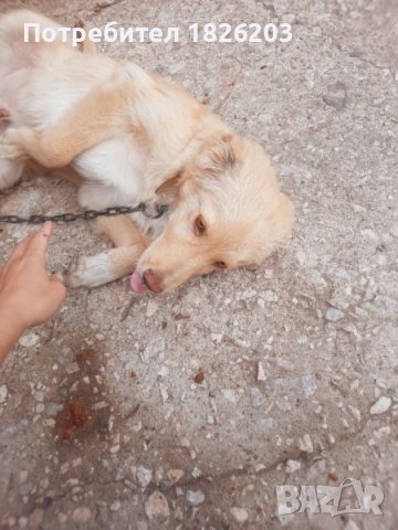 Подарявам кучета • Онлайн Обяви — Bazar.bg