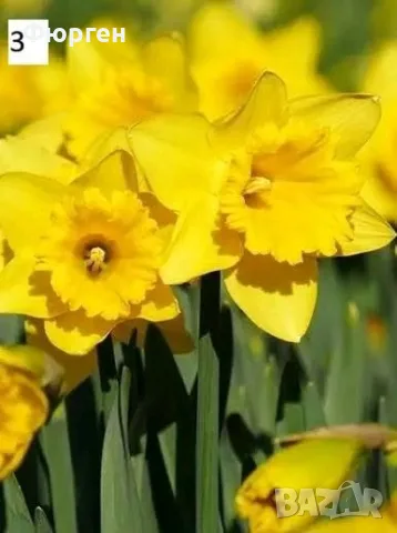 Луковици на Нарцис