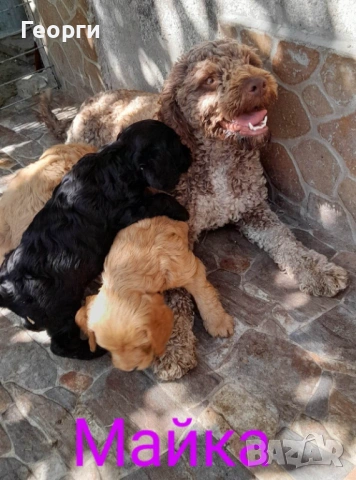 Кокер с Лагото- кученца, снимка 14 - Други - 53262436