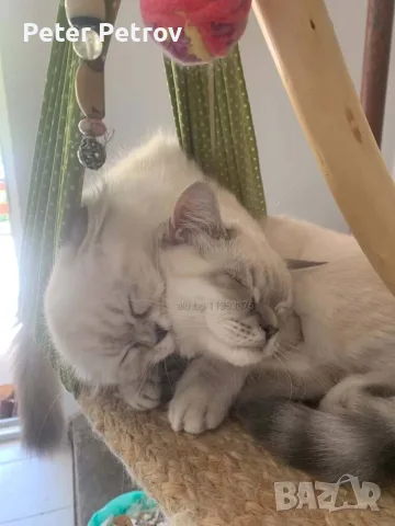 Шотлански котета, снимка 6 - Други - 56529363