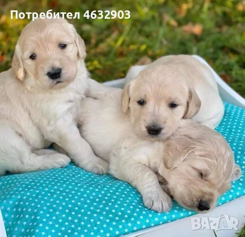 голдън ретривър кремав бонбон , снимка 6 - Голдън ретривър - 52804530