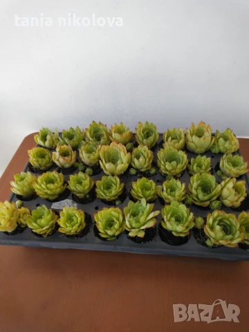  Растения за градината - Дебелец, два вида седуми  