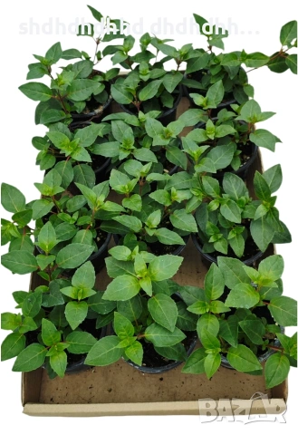 Студоустойчива, многогодишна Градинска Фуксия , снимка 8 - Други - 54271288