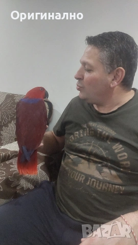 Еклектус много социална  на 5 години , снимка 5 - Папагали - 54239501