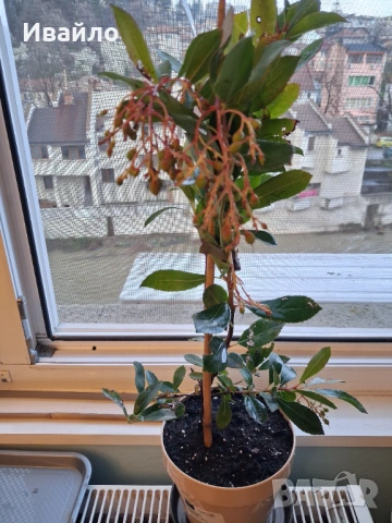 Arbutus unedo и Arbutus unedo Rubra, снимка 3 - Градински цветя и растения - 53995860