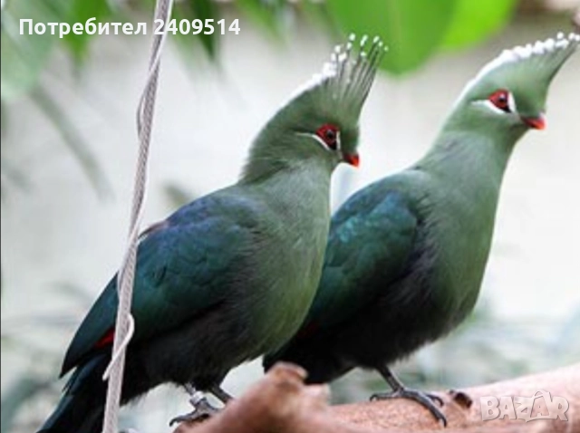 Турако ливингстън, снимка 1