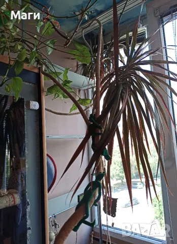 Драцена маргината Dracaena marginata