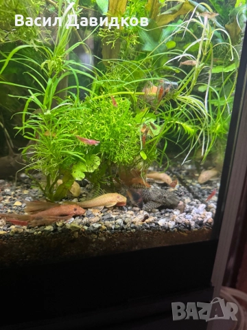 Плата , Молинезия , Гупи , Хелери , снимка 12 - Рибки - 51471426