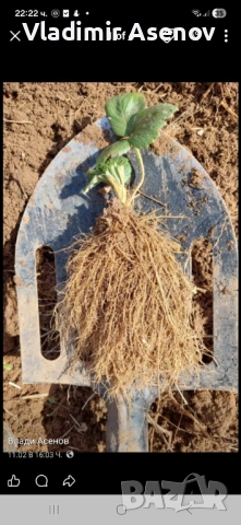 Ягоди, снимка 9 - Козметични уреди - 53946989