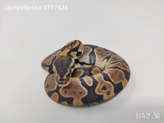 Кралски Питон / Ball Python / Python regius, снимка 4 - Змии - 42172390