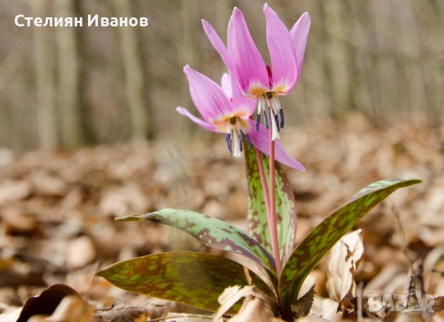 Самодивско цвете, конски зъб, кучешки зъб, еритрониум (Erythronium dens-canis) – грудки, снимка 3 - Сортови семена и луковици - 52371844