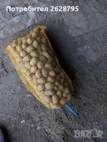 Картофи за семе и консумация, Родопски картофи